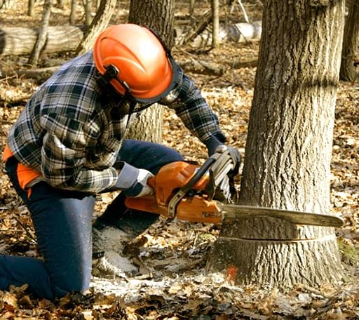 Tree Removal in Fairchild, WI